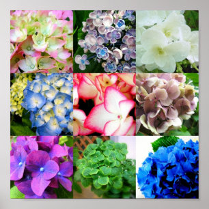 Póster Hydrangea Collage