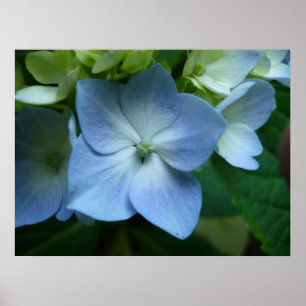 Póster Hydrangea en la floración