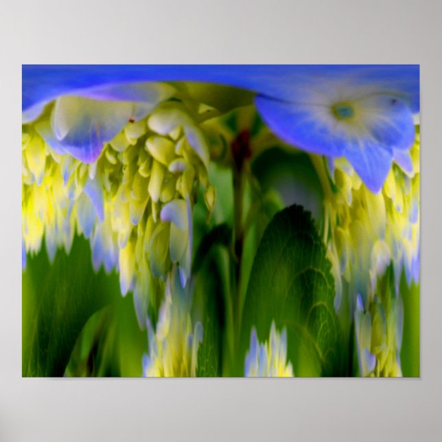 Póster Hydrangea Flor Fantasía Abstrato Floral (Frente)