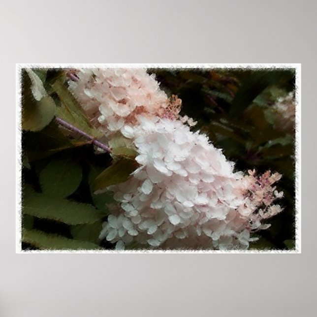 Póster Hydrangea Flores Fotografía rosa (Frente)