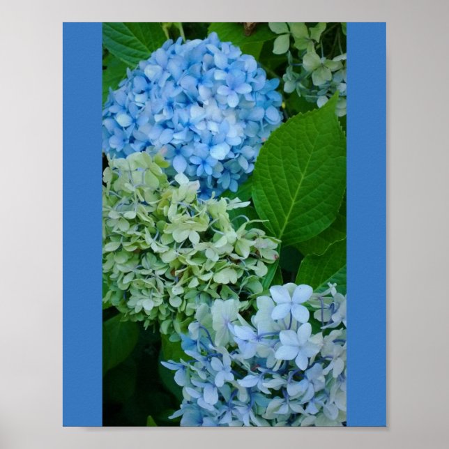 Póster Hydrangea Flowers (Frente)
