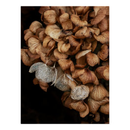 Póster Hydrangea Harta