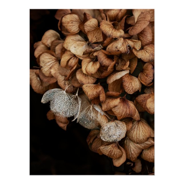 Póster Hydrangea Harta (Anverso)