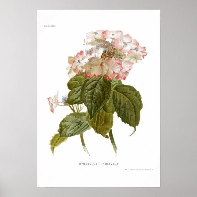 Póster Hydrangea lindleyana (Frente)