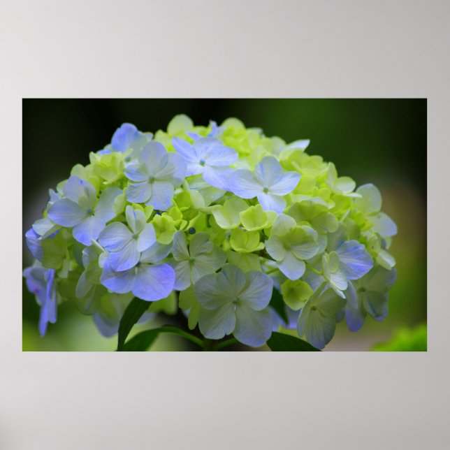 Póster Hydrangea Poster (Frente)