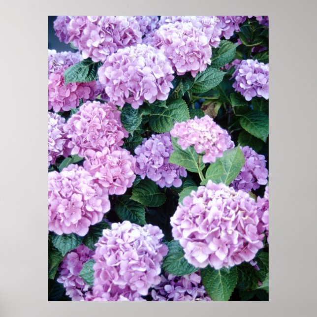Póster Hydrangea Poster (Frente)