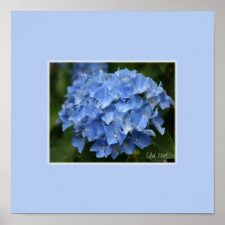 Póster Hydrangea Print
