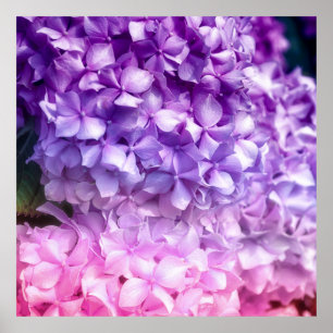 Póster Hydrangea Rainbow