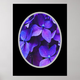 Póster Hydrangea ROJA AZUL