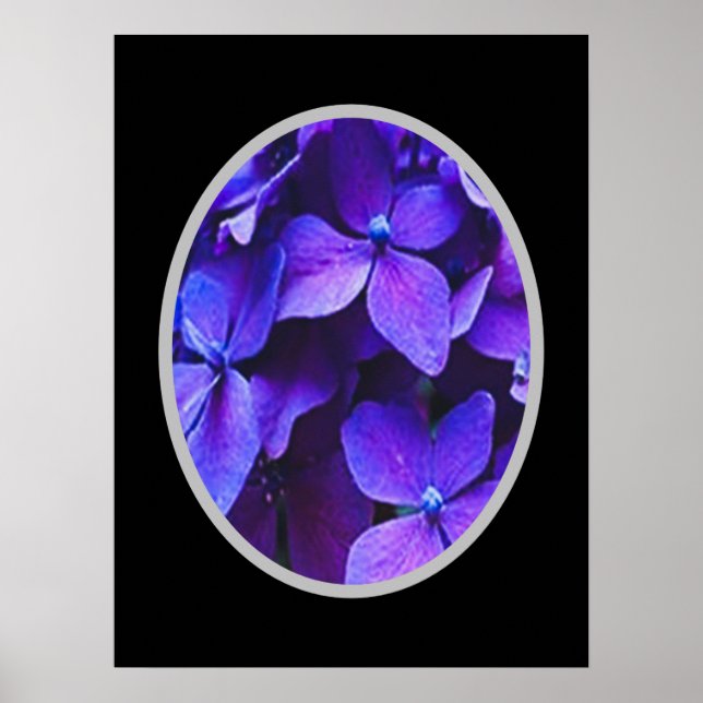 Póster Hydrangea ROJA AZUL      (Frente)