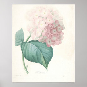 Póster Hydrangea rosa
