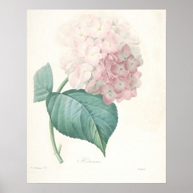 Póster Hydrangea rosa (Frente)
