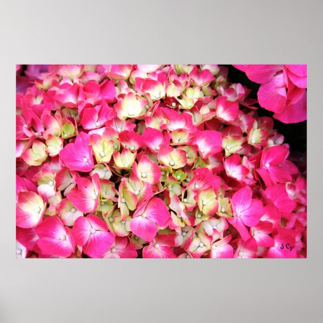 Póster Hydrangea Rosa Bouquet Poster, S Cyr (Frente)