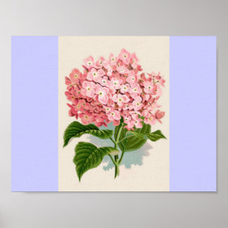 Póster Hydrangea rosa de la cosecha
