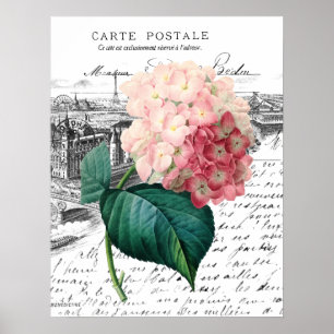 Póster Hydrangea rosado del vintage