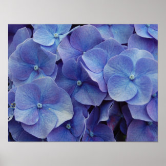 Póster Hydrangea Zoom Poster