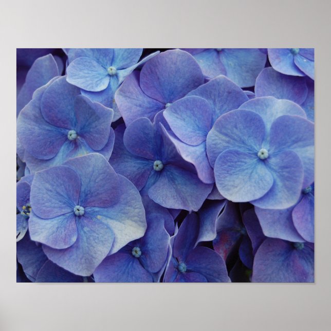 Póster Hydrangea Zoom Poster (Frente)