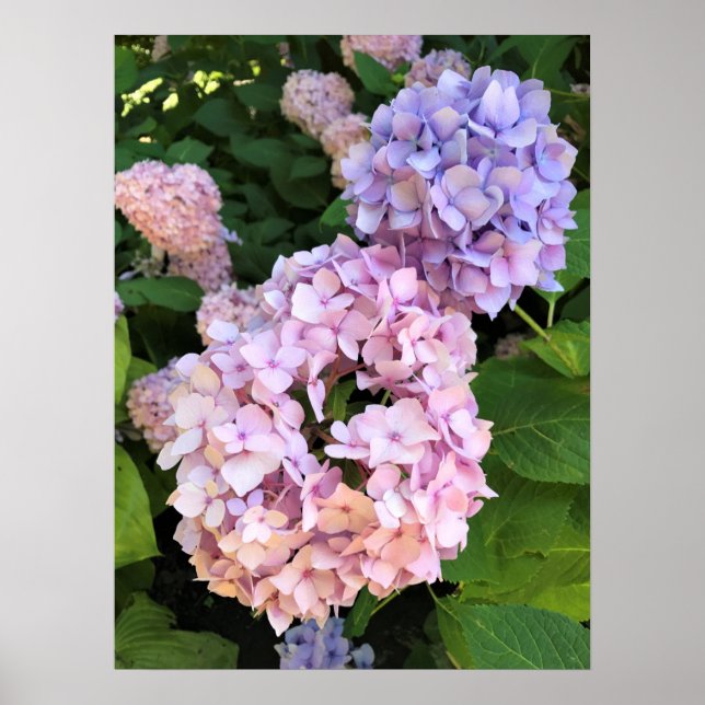 Póster Hydrangeas (Frente)