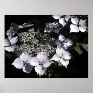 Póster Hydrangeas