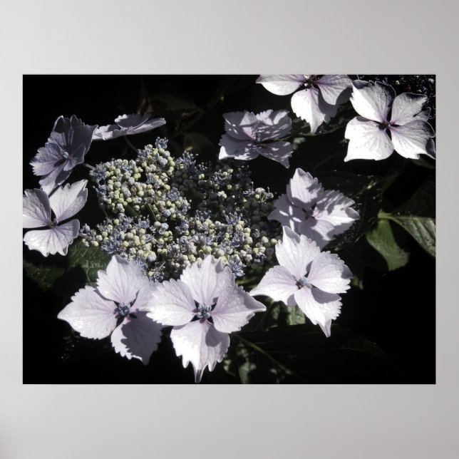 Póster Hydrangeas (Frente)