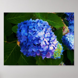 Póster Hydrangeas