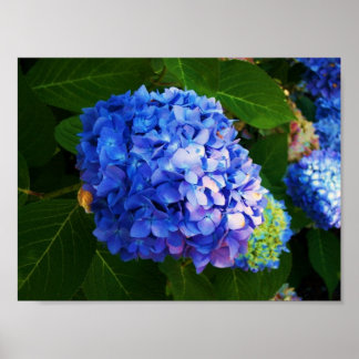 Póster Hydrangeas