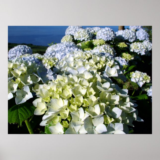 Póster Hydrangeas (Frente)