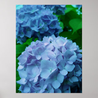 Póster Hydrangeas {Azul} | POSTER