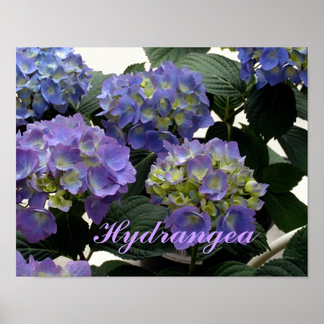 Póster Hydrangeas azules para bebés franceses (Frente)