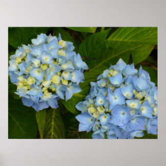 Póster Hydrangeas Blue
