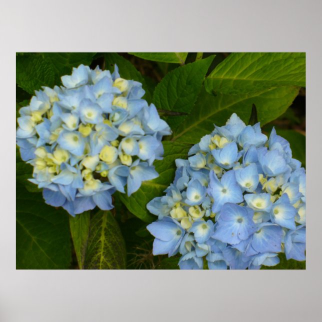 Póster Hydrangeas Blue (Frente)