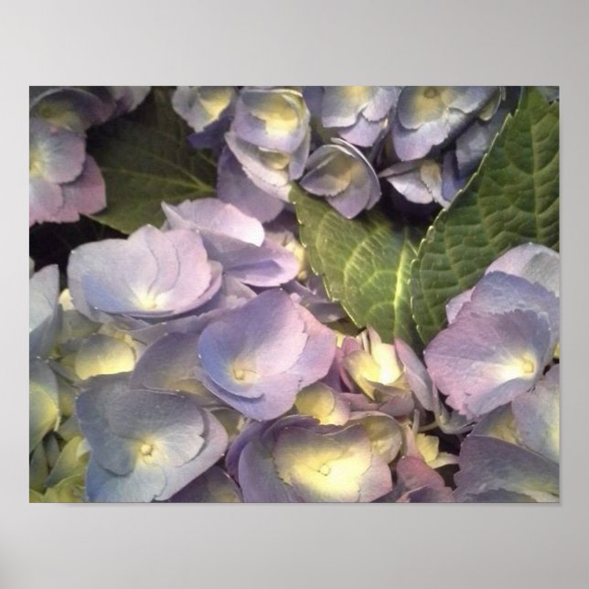 Póster Hydrangeas Blue (Frente)