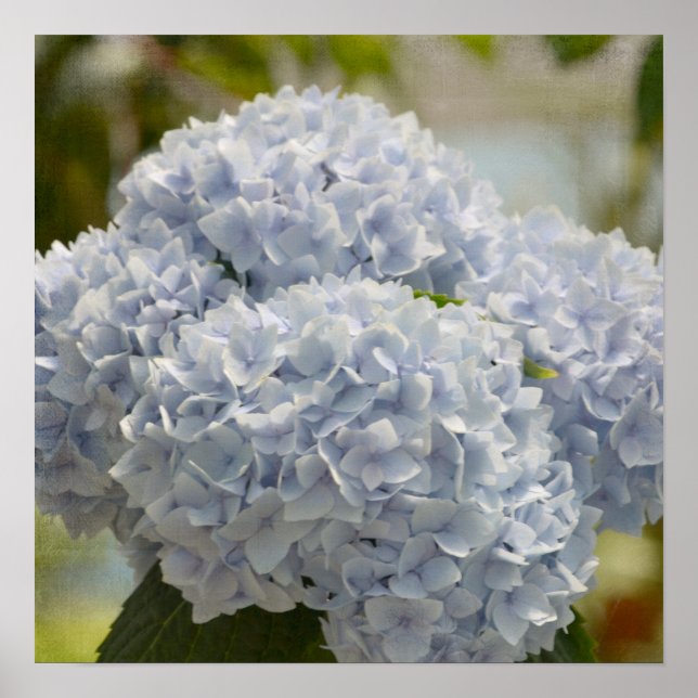 Póster Hydrangeas Blue (Frente)