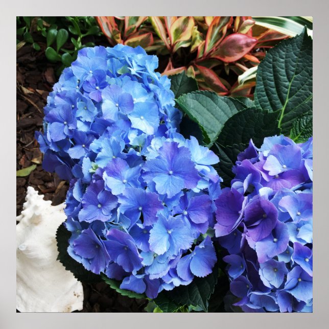 Póster Hydrangeas Blue Tropical Garden Seashell (Frente)