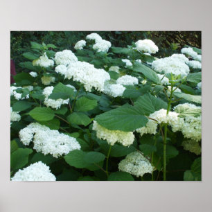 Póster Hydrangeas-Bola de nieve Bush y hojas