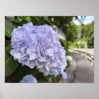 Póster Hydrangeas by the Roadside – Nature Photography
