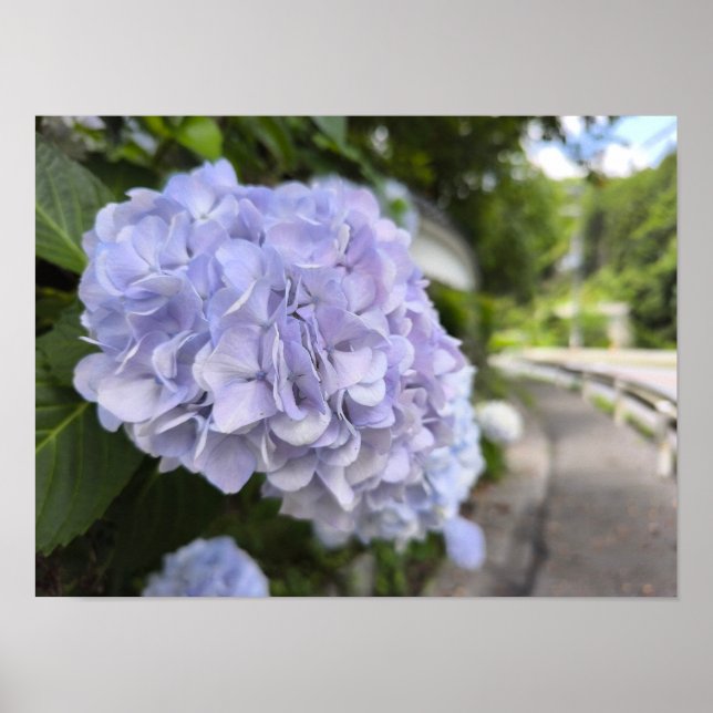 Póster Hydrangeas by the Roadside – Nature Photography (Frente)