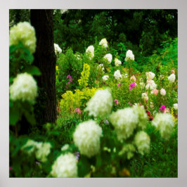 Póster Hydrangeas Limelight en Mi Jardín Rubio