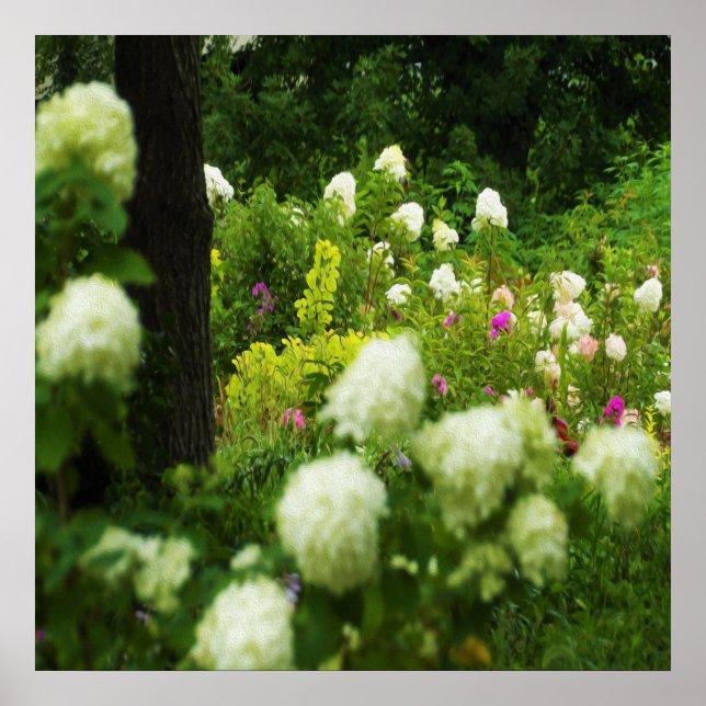 Póster Hydrangeas Limelight en Mi Jardín Rubio (Frente)