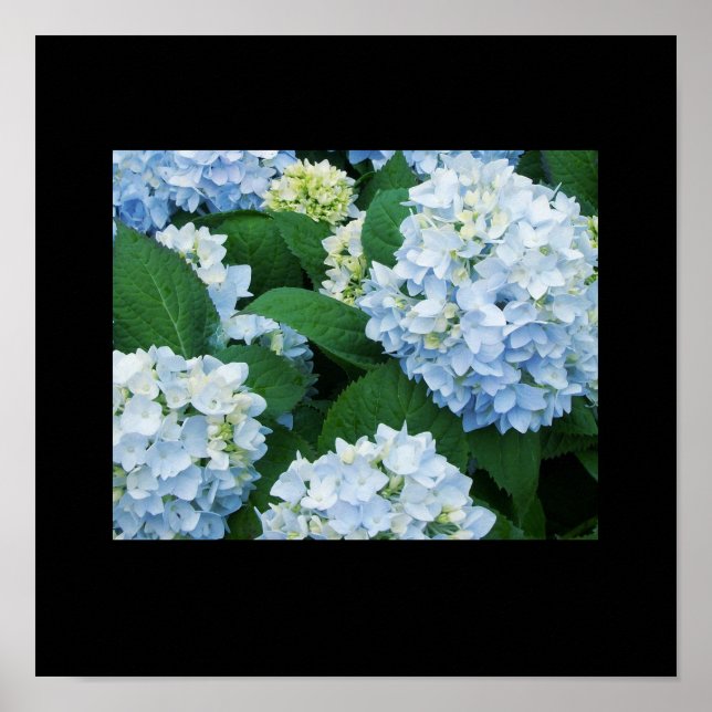 Póster Hydrangeas Poster (Frente)