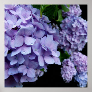 Póster Hydrangeas Poster