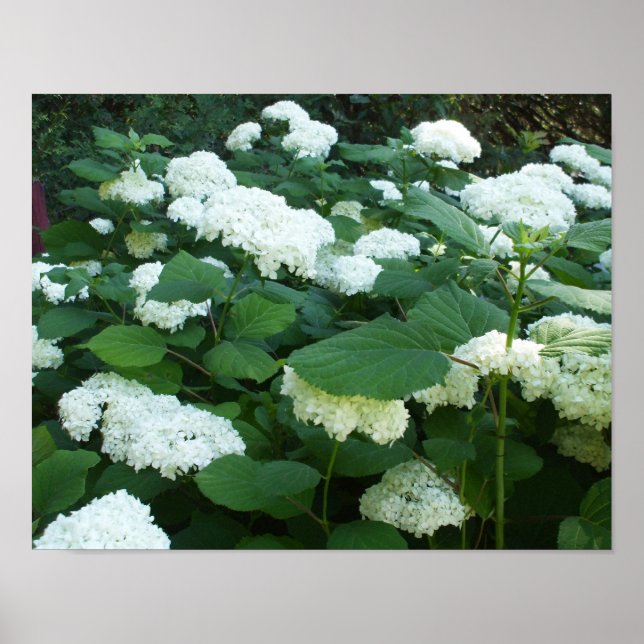 Póster Hydrangeas-Snowball Bush y hojas (Frente)