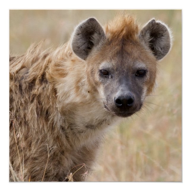 Póster Hyena (Anverso)