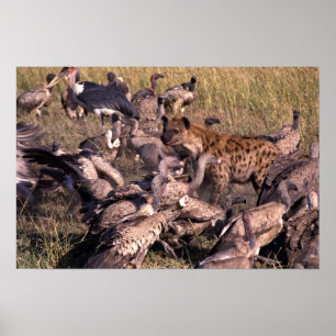 Póster Hyena en el medio de buitres