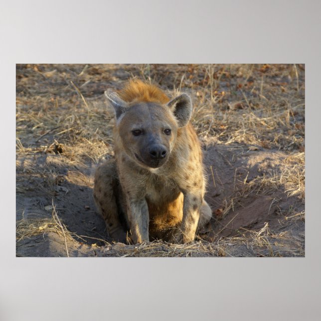 Póster Hyena sudafricana (Frente)