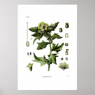 Póster Hyoscyamus niger (Henbane negro)
