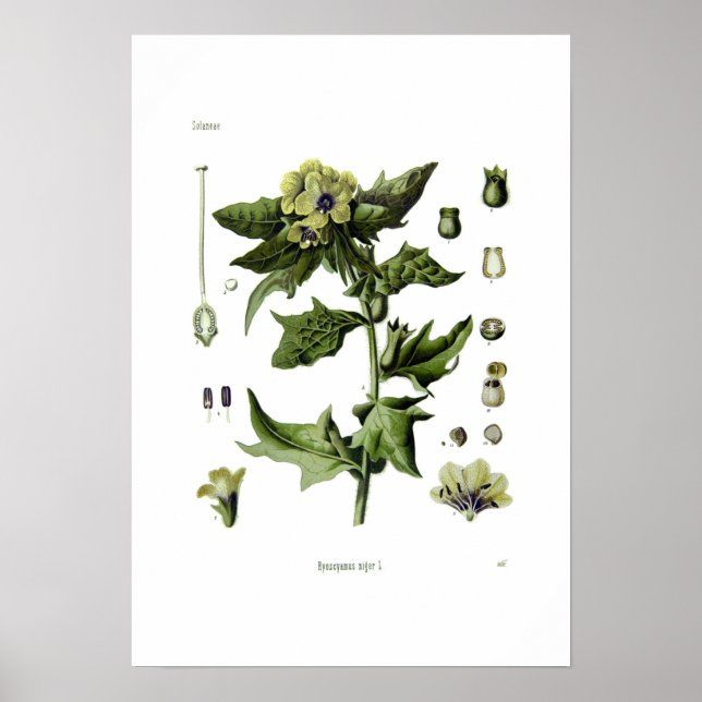 Póster Hyoscyamus niger (Henbane negro) (Frente)