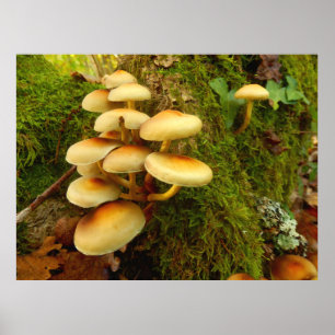 Póster Hypholoma fasciculare Poster de hongos