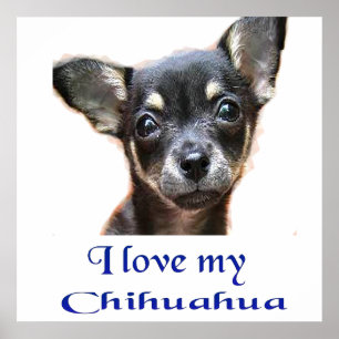 Póster I love My Chihuahua