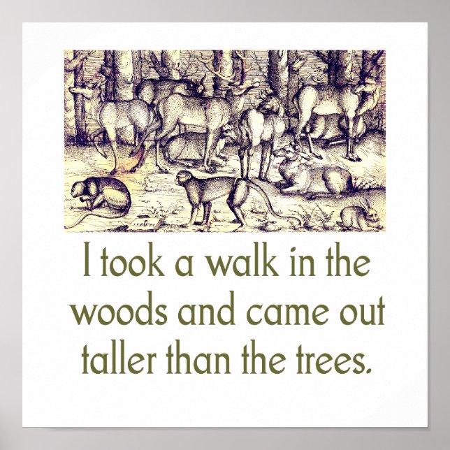 Póster I Took A Walk In The Woods - quote (Frente)
